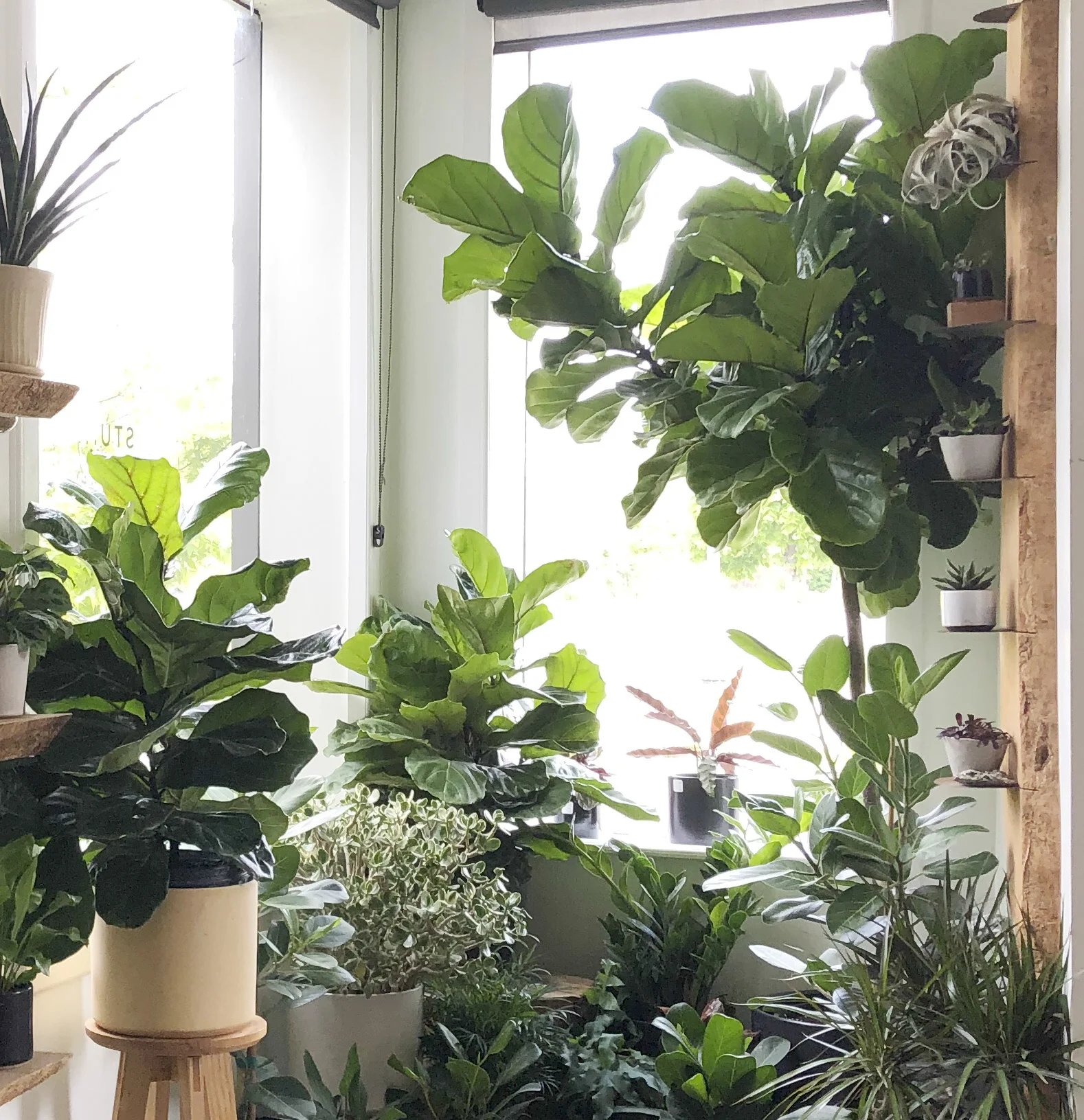 Grow light fiddle clearance leaf fig